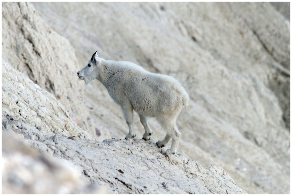 06 - Icefields Parkway (19) - Mountain Goat.jpg